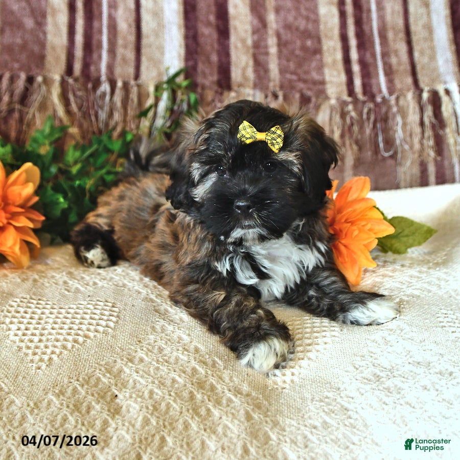 Teddy Bear dogs Barney - Ad 2