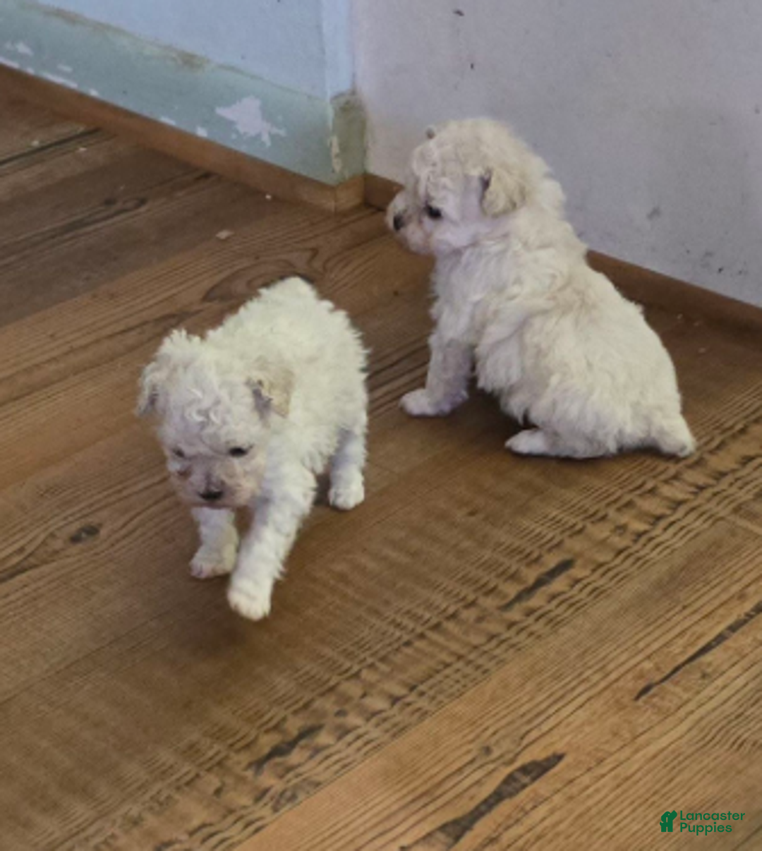 Standard Poodle dogs for sale: Snow - Ad 12