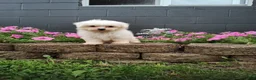 Maltese dogs for sale: Carter - Ad 3