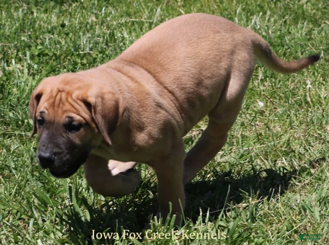 Mixed Breed dogs for sale: Bubba - Ad 2