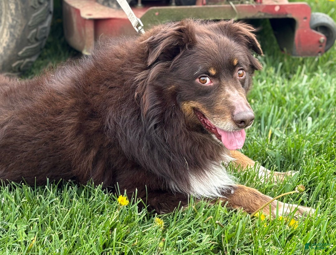 Australian Shepherd dogs for sale: Lincoln - Ad 7