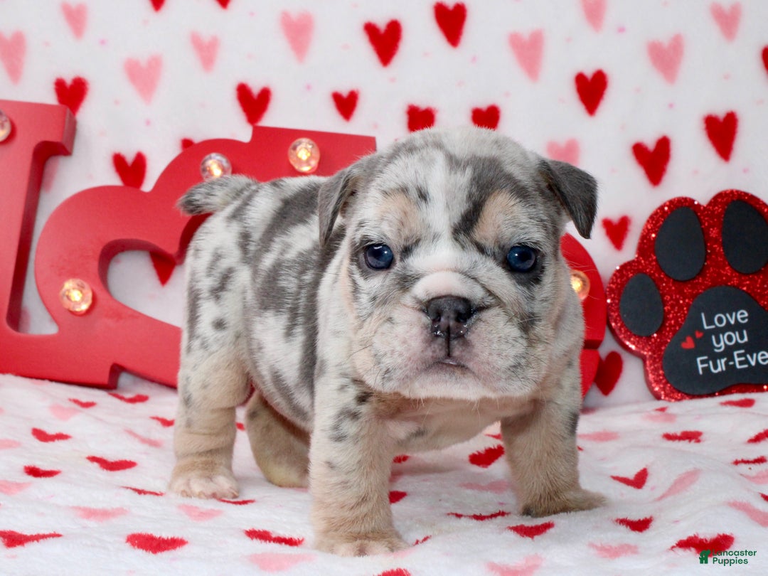 English Bulldog dogs for sale: Blueberry  - Ad 5
