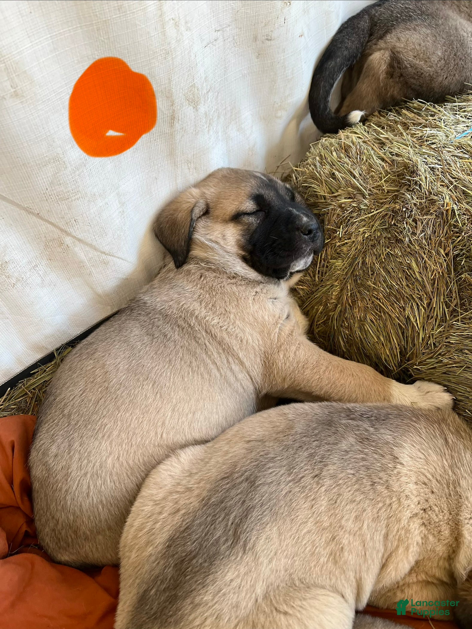 Anatolian Shepherd dogs Anatolian Shepherd Puppy 1 - Ad 2