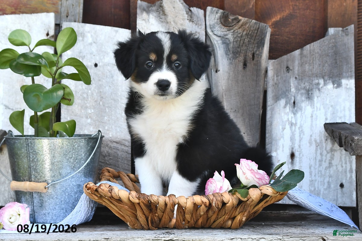 Australian Shepherd dogs Twinkle - Ad 1