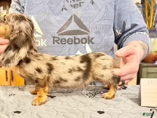 Miniature Dachshund dogs AKC Russian- Pra clear - Ad 20