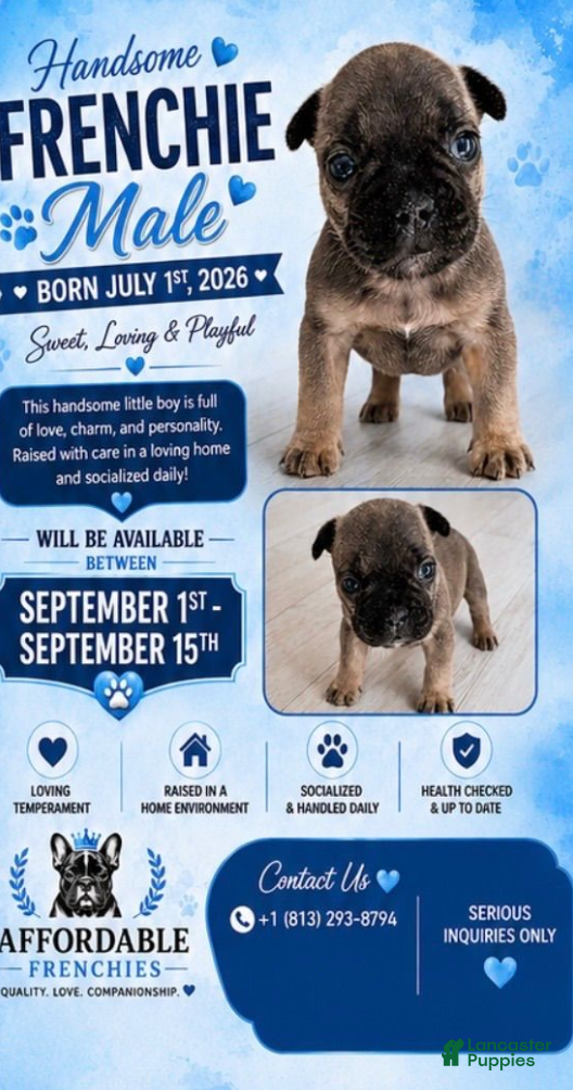 French Bulldog dogs Boy - Ad 11