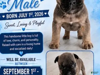 French Bulldog dogs Boy - Ad 11