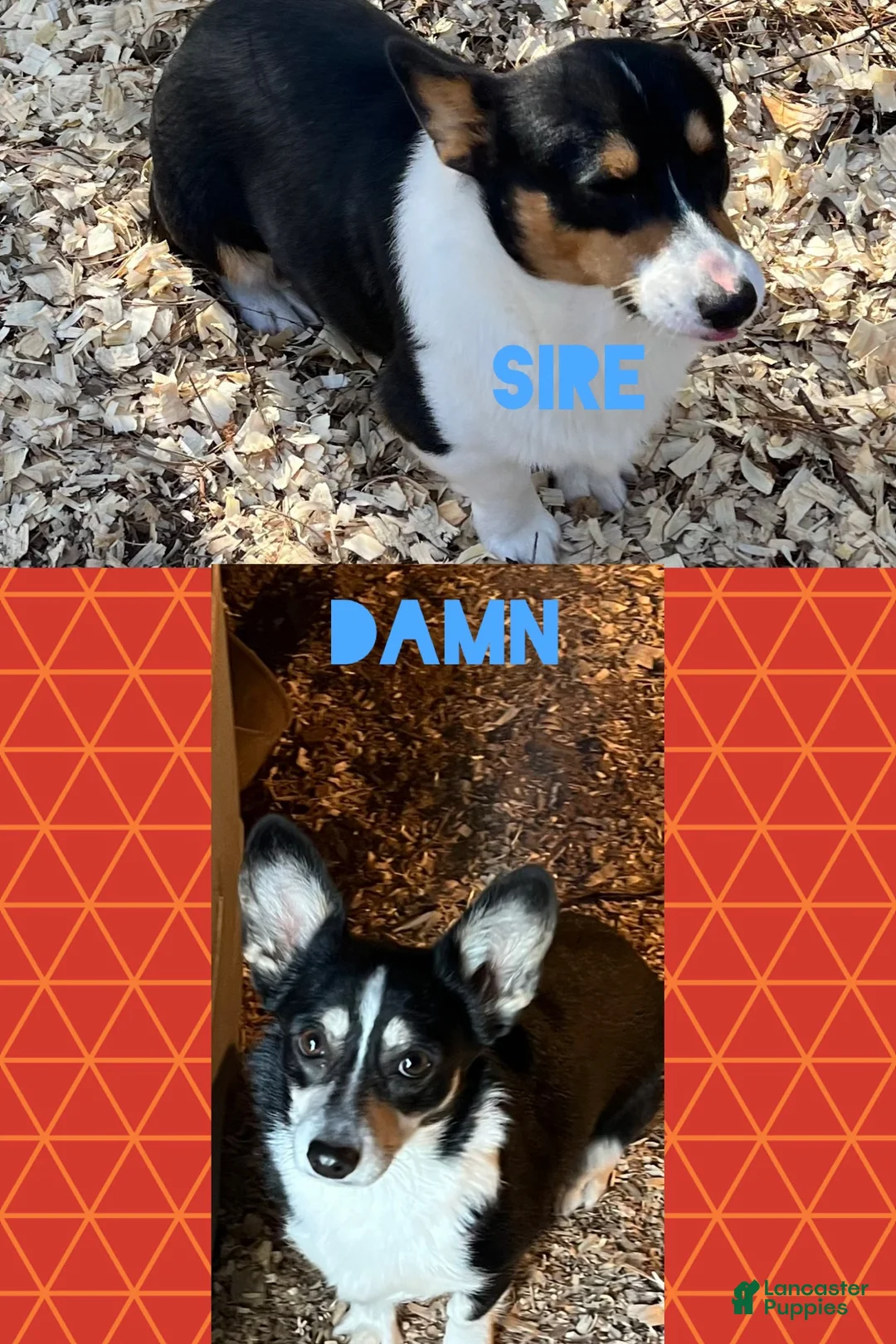 Welsh Corgi Pembroke dogs for sale: Welsh Corgi Pembroke 4 - Ad 2
