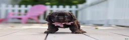 Cocker Spaniel dogs for sale: Bella - Ad 3