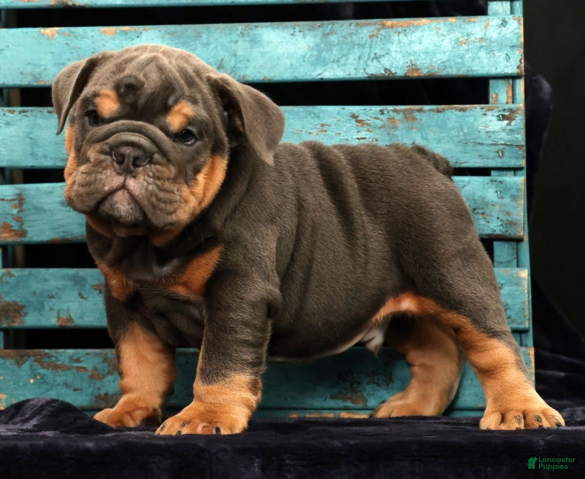 English Bulldog dogs Samson - Ad 1