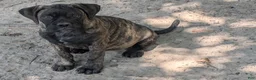 Bullmastiff dogs for sale: Bullmastiff Puppy 5 - Ad 3