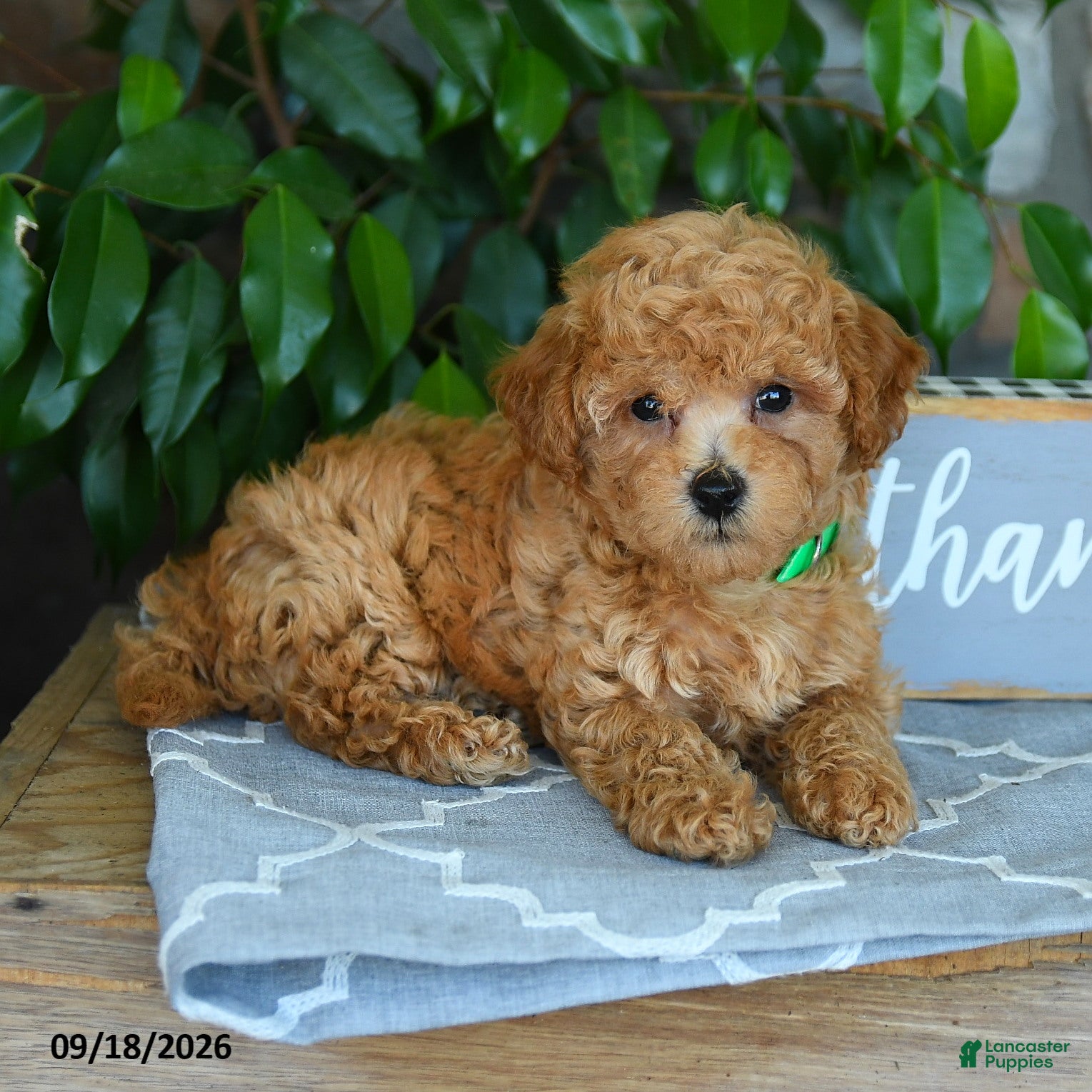 Maltipoo dogs Silas - Ad 2