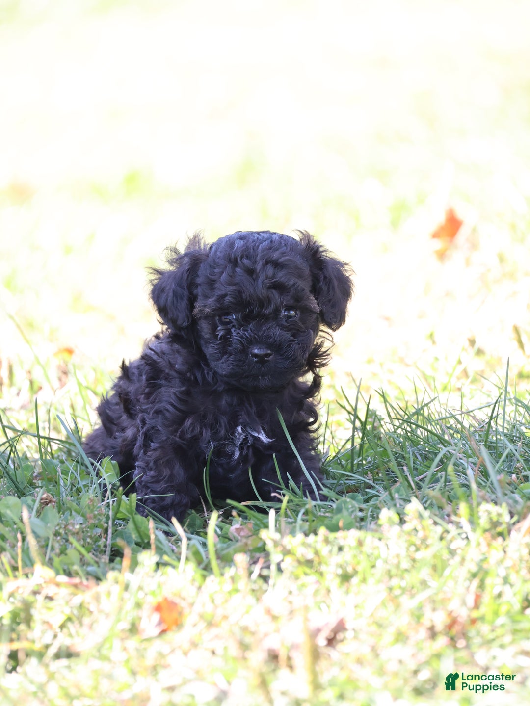 Toy Poodle dogs for sale: Oliver - Ad 3
