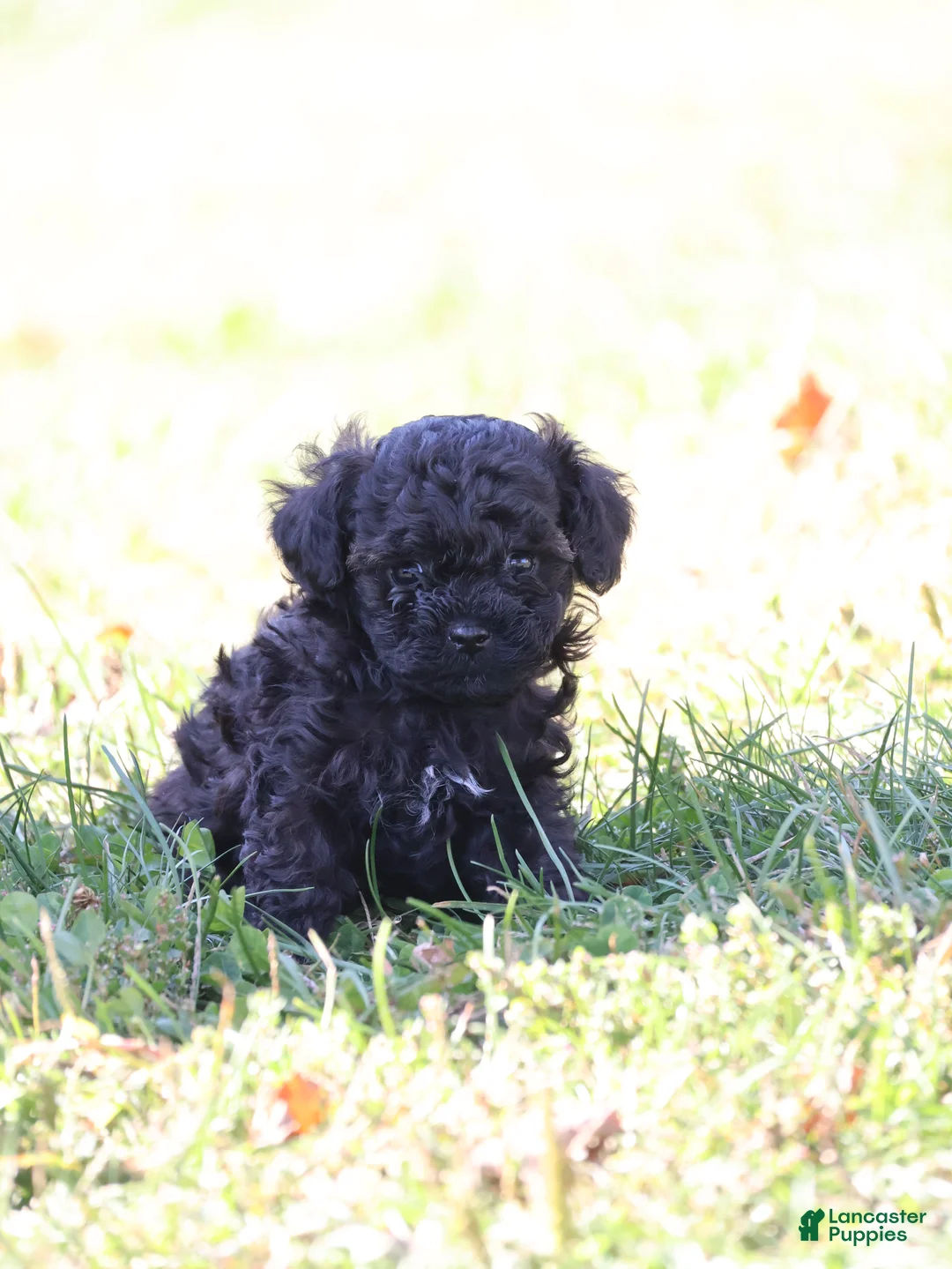 Toy Poodle dogs for sale: Oliver - Ad 9