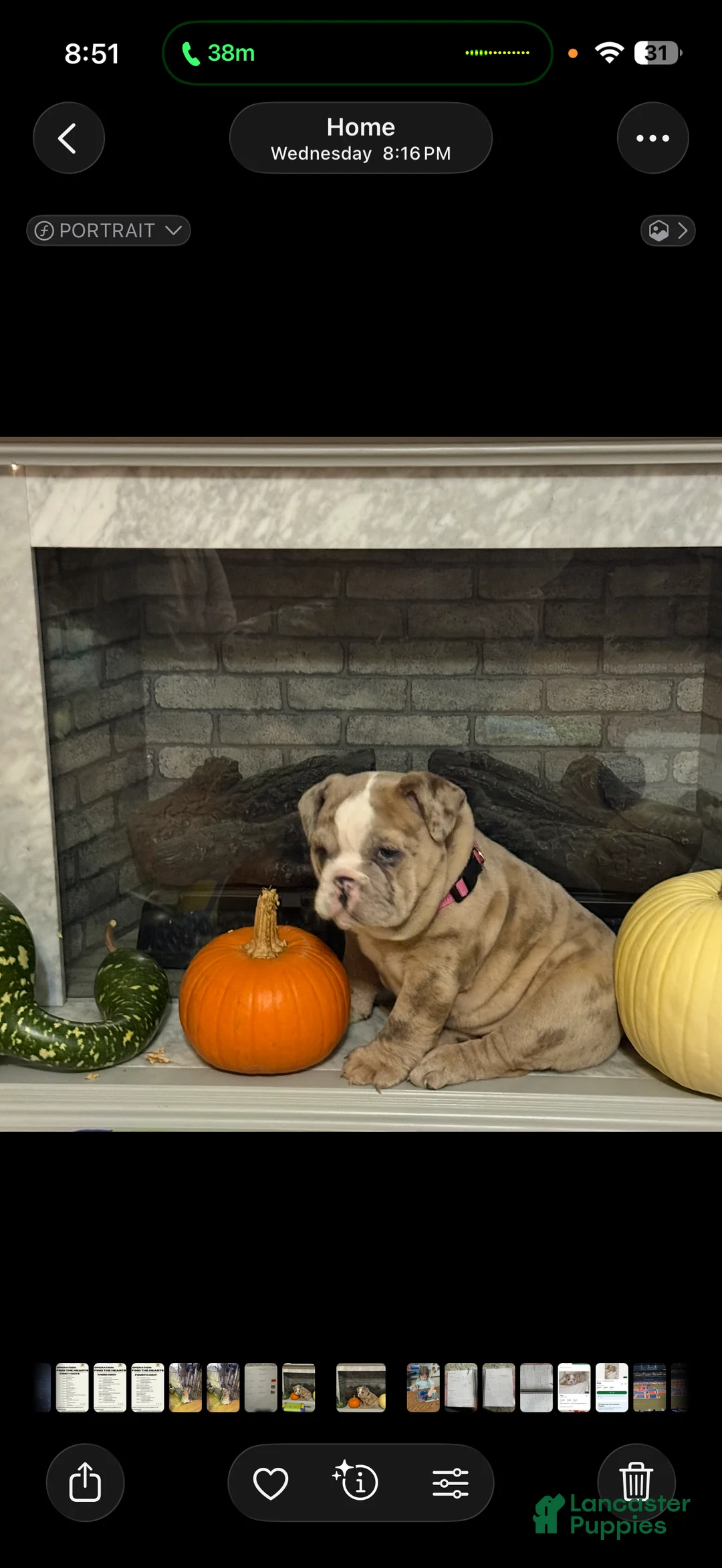 English Bulldog dogs for sale: Anja - Ad 2