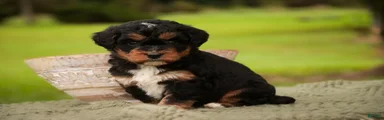 Apple F1 Mini Bernedoodle 