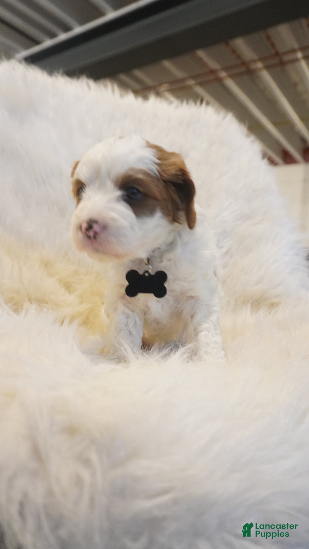 Cavapoo dogs for sale: Snowy  - Ad 1