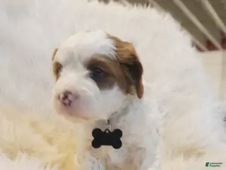 Cavapoo dogs Snowy - Ad 2