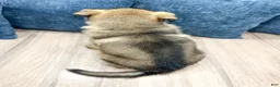German Shepherd dogs for sale: Drew - Ad 4
