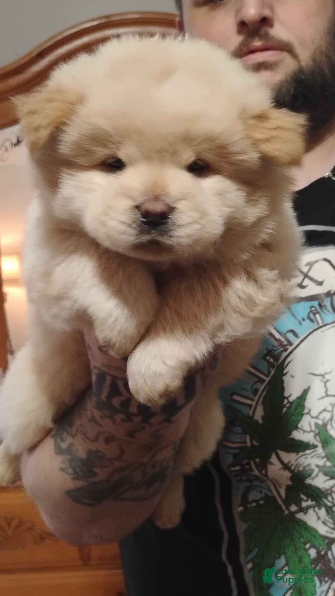 Chow Chow dogs for sale: Elsa - Ad 8