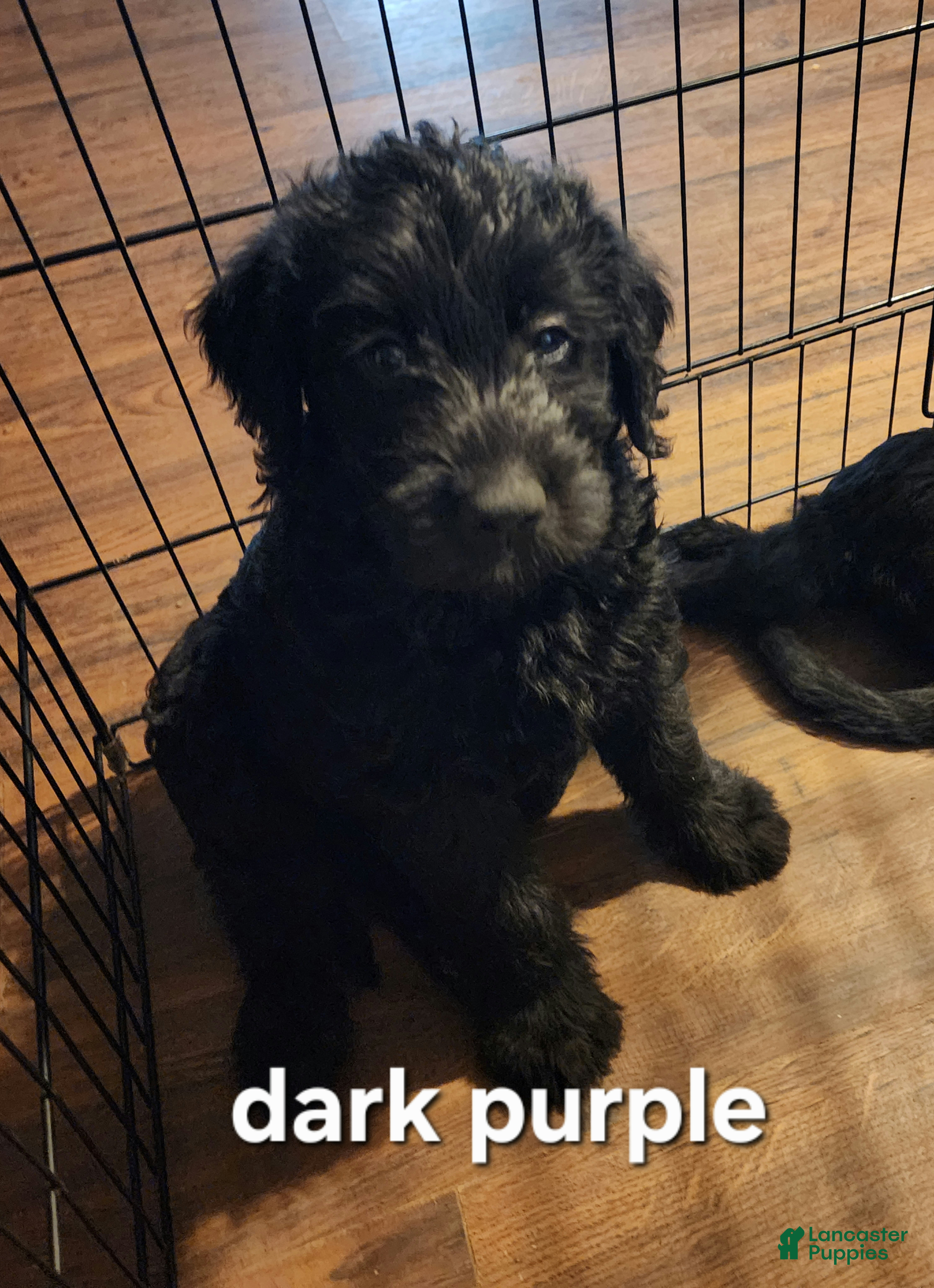 Labradoodle dogs Labradoodle dark purple collar - Ad 2