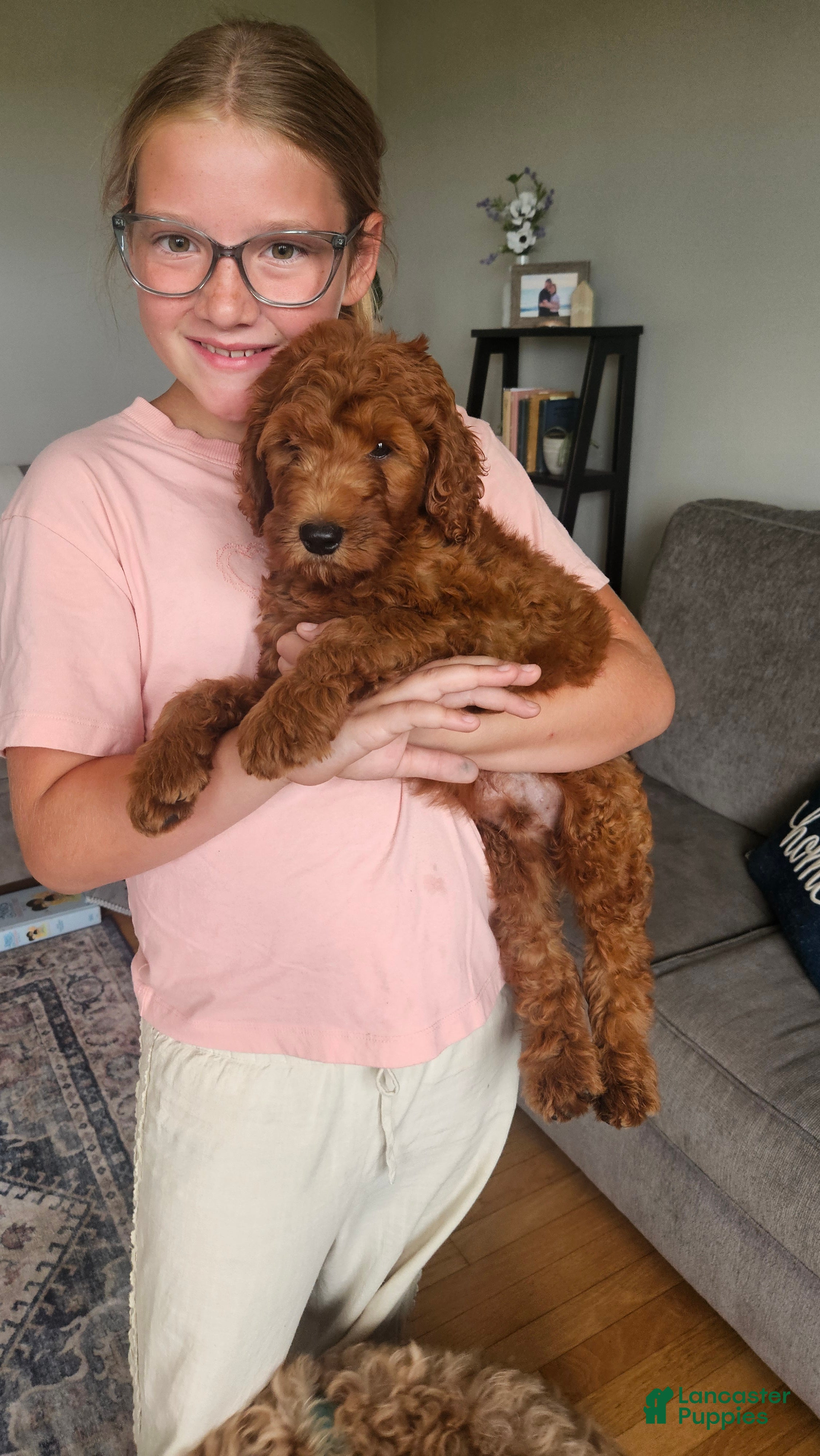 Mini Goldendoodle dogs Finn - Ad 1