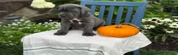 Cane Corso dogs for sale: Diesel - Ad 11
