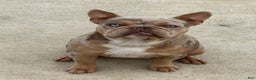 French Bulldog dogs for sale: French Bulldog Puppy 1 - Ad 8