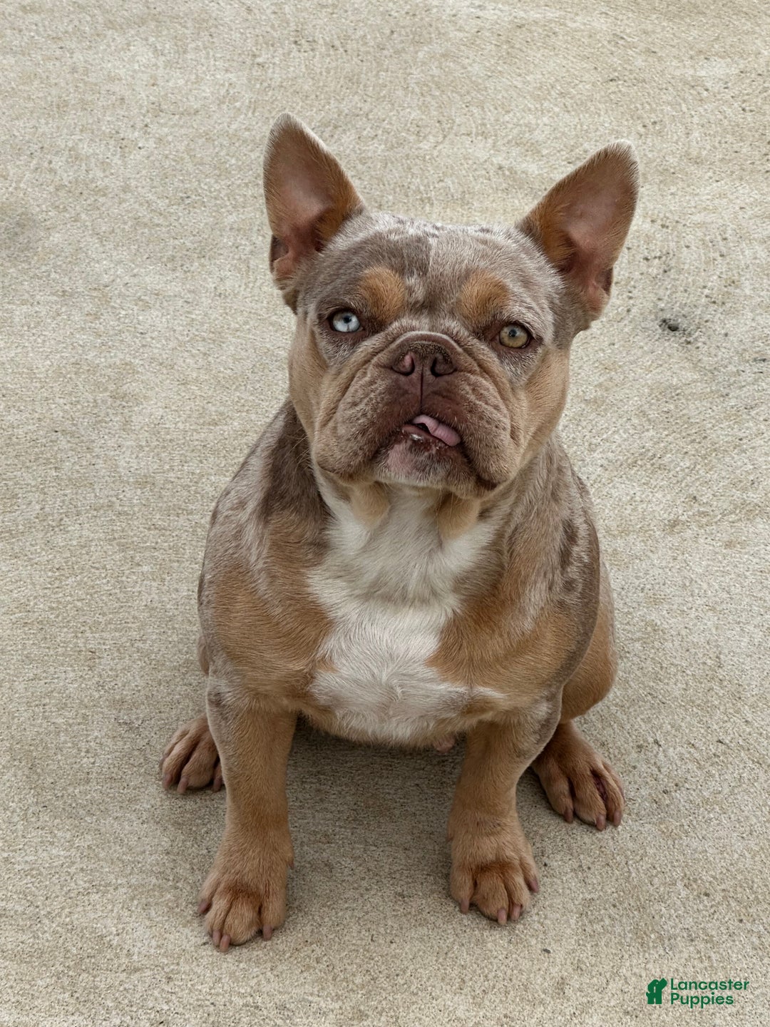 French Bulldog dogs for sale: French Bulldog Puppy 1 - Ad 8