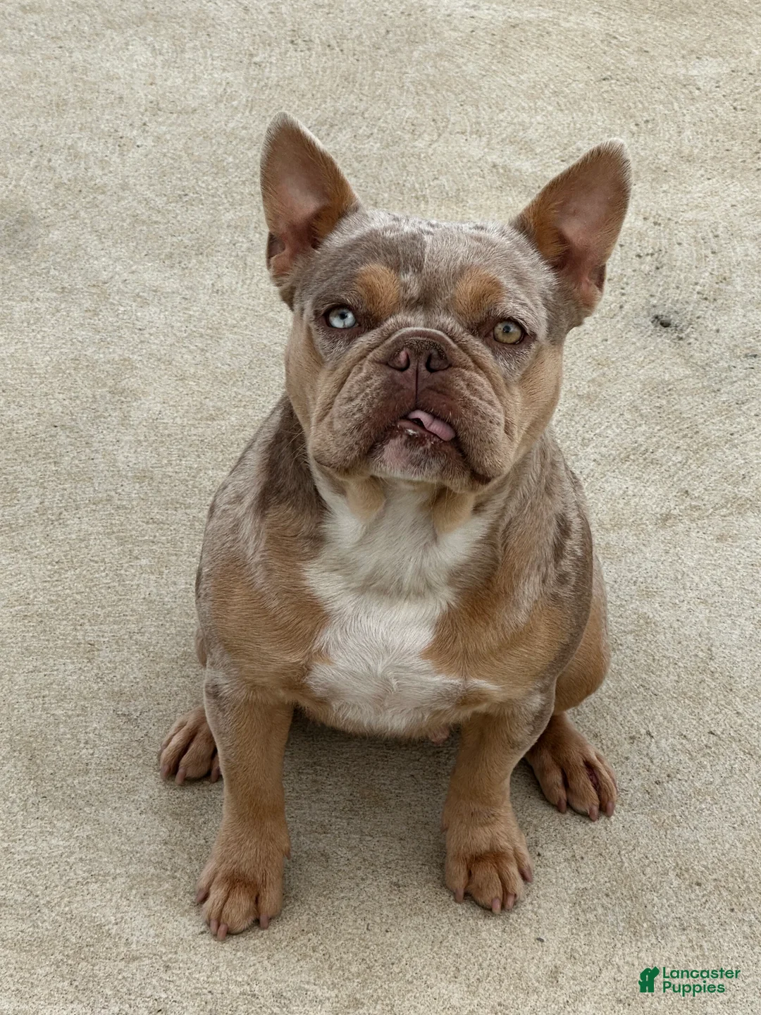 French Bulldog dogs for sale: French Bulldog Puppy 1 - Ad 8