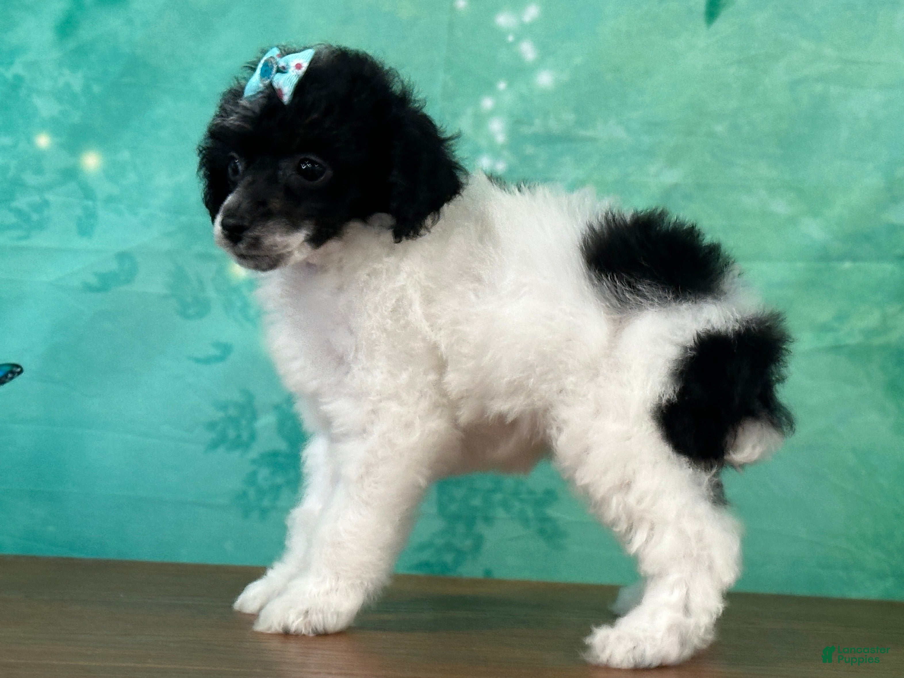 Miniature Poodle dogs Tiana - Ad 2