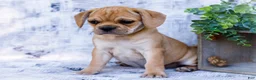 Puggle dogs for sale: Billy - Ad 21