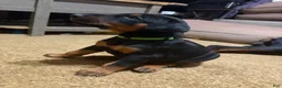 Doberman Pinscher dogs for sale: Green Collar Dobie - Ad 6