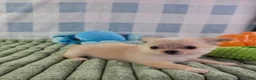 Chihuahua dogs for sale: Liam - Ad 7