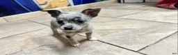 Chihuahua dogs for sale: Sparky - Ad 4