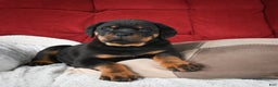 Rottweiler dogs for sale: Serena / Mocha – Santos Ad-Dirah - Ad 4