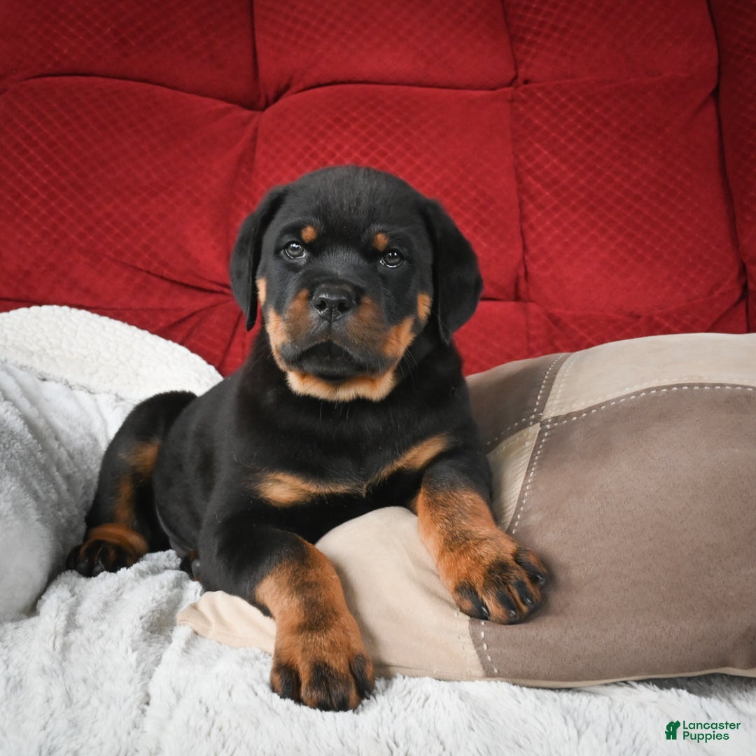 Rottweiler dogs for sale: Serena / Mocha – Santos Ad-Dirah - Ad 4
