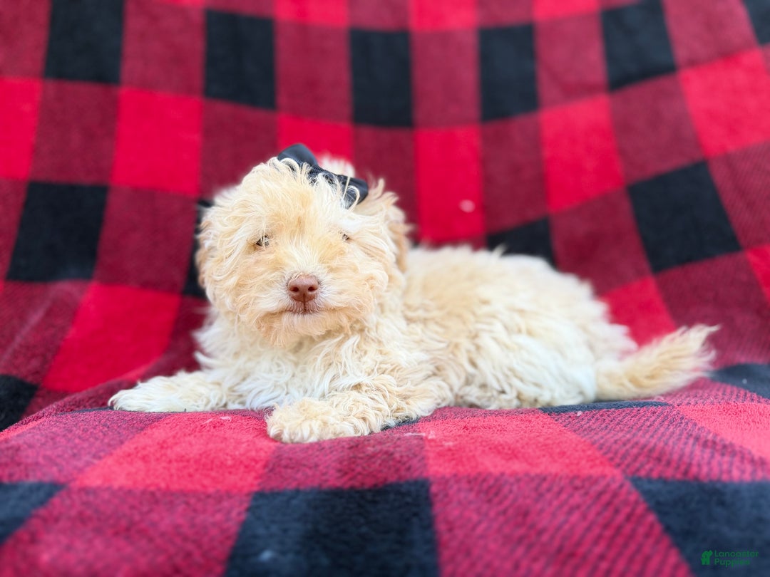 Havapoo dogs for sale: Hope - Ad 9