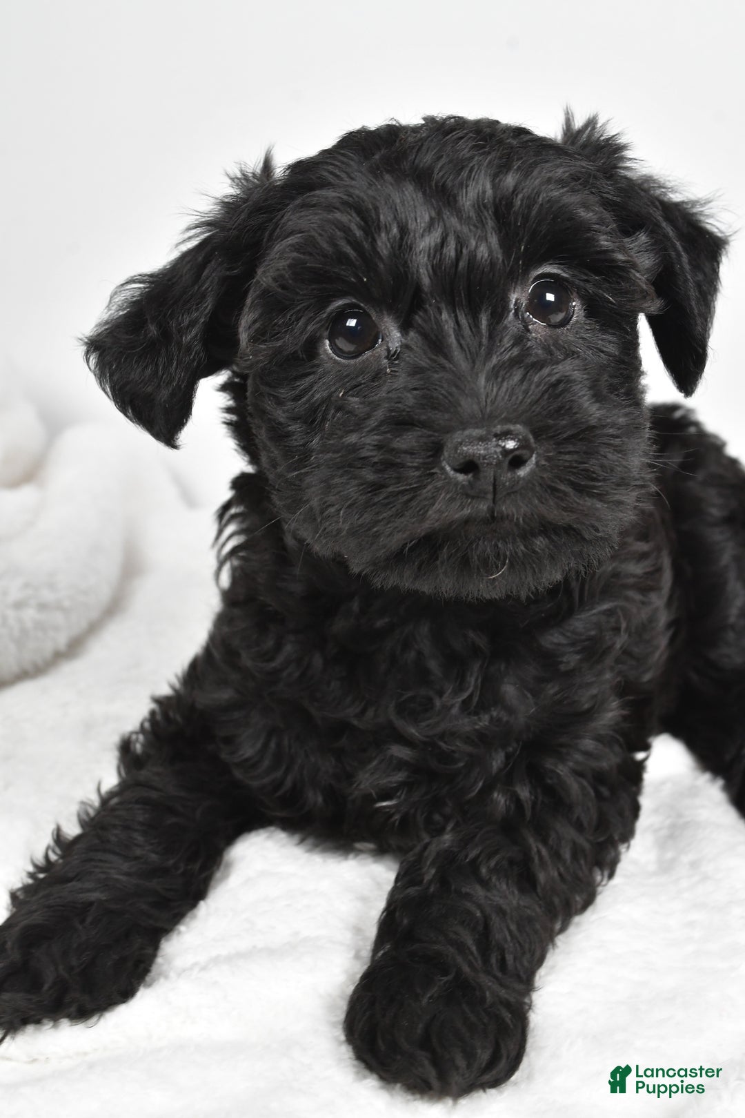 Mixed Breed dogs for sale: Clover - Ad 4