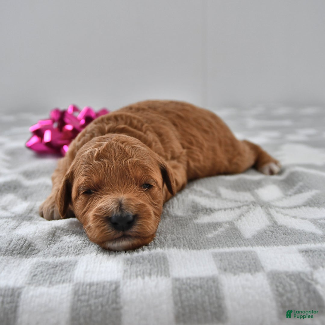 Mini Goldendoodle dogs for sale: Candy - Ad 2