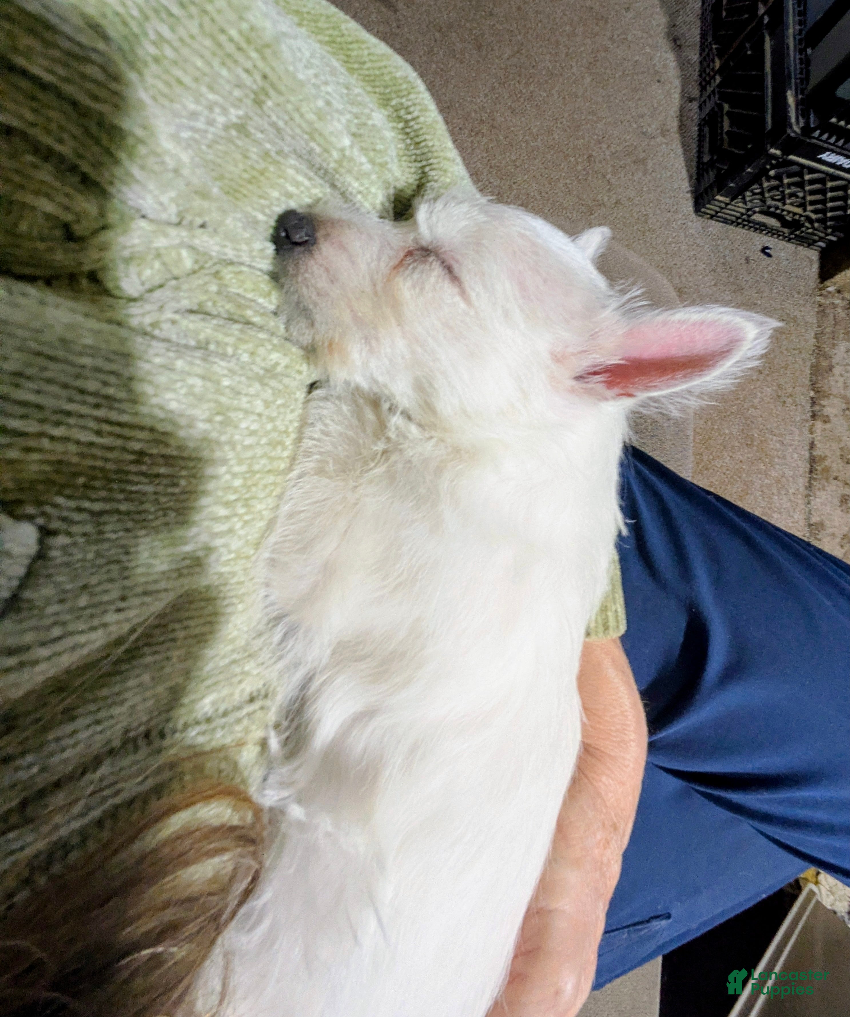 West Highland Terrier dogs West Highland Terrier Puppy 1 - Ad 2