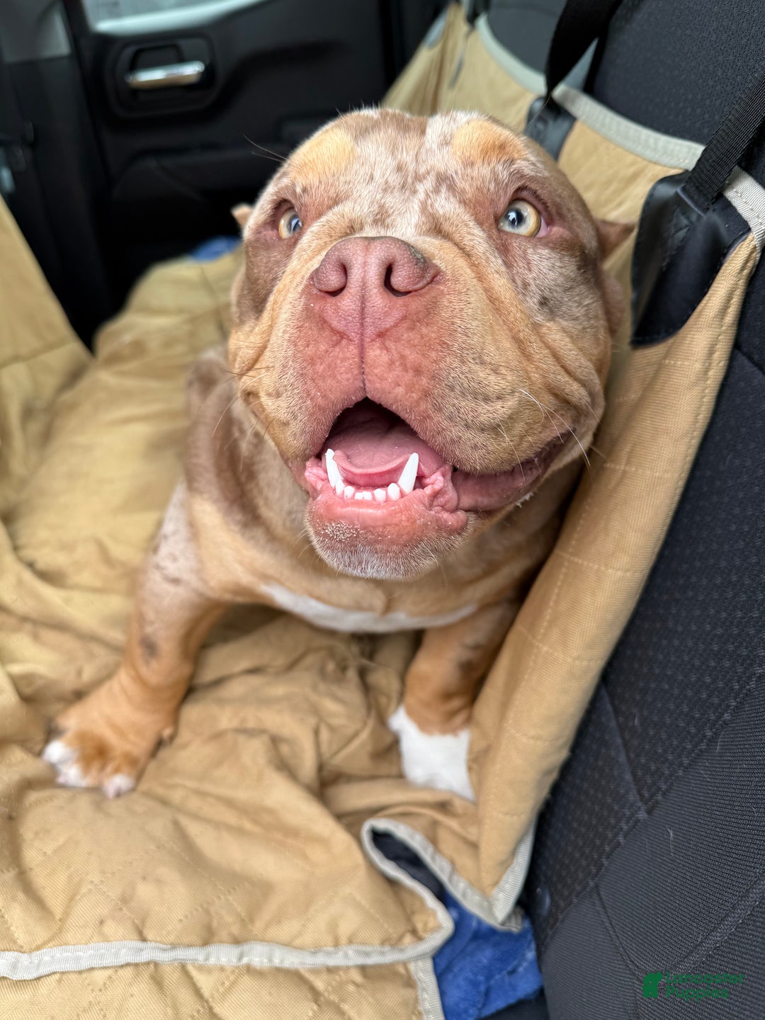 American Bully dogs for sale: American Bully Puppy 5 - Ad 5