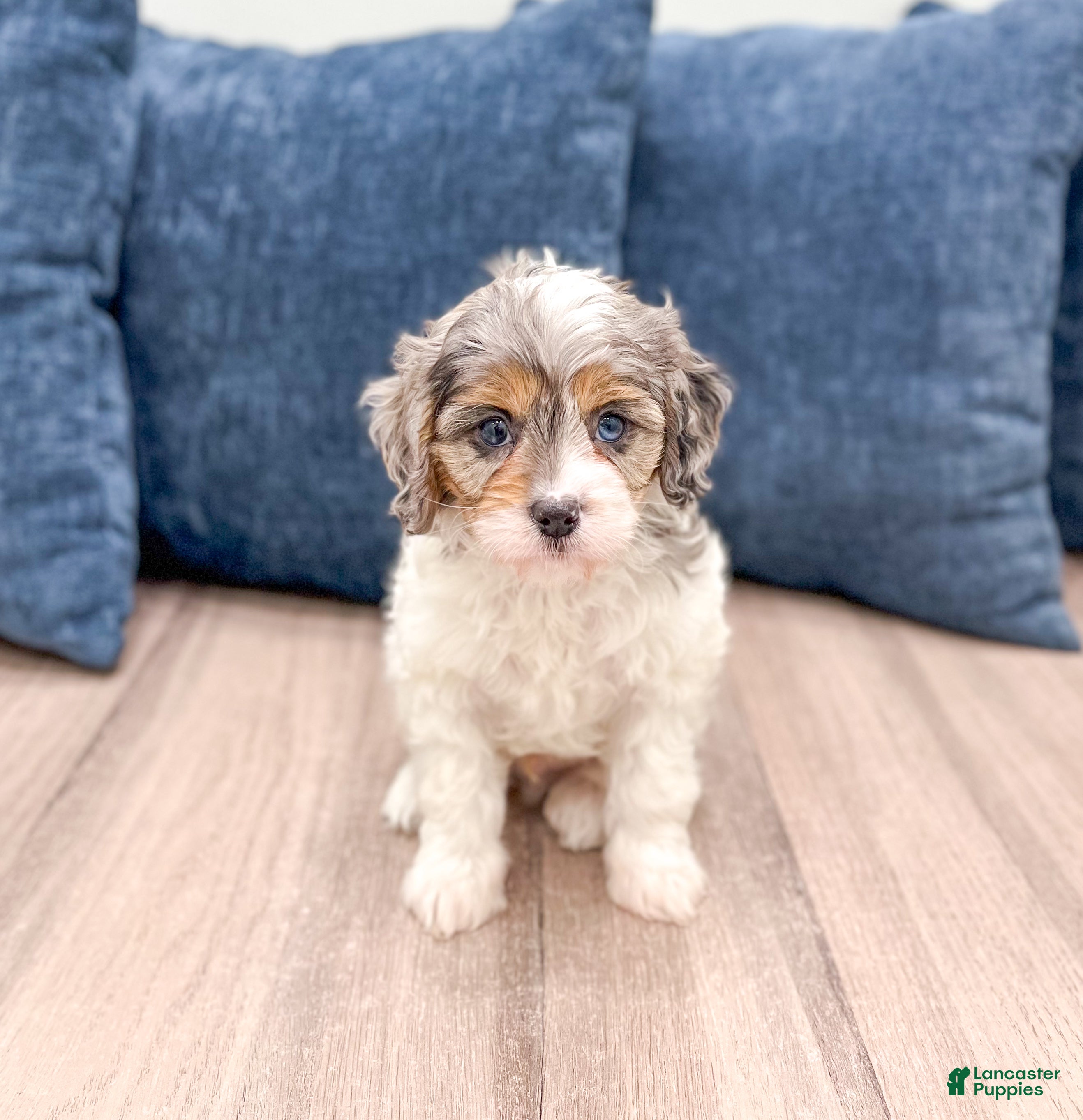 Cavapoo dogs Timmy - Ad 30