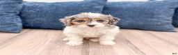 Cavapoo dogs for sale: Timmy - Ad 1
