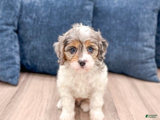 Cavapoo dogs Timmy - Ad 42