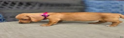 Miniature Dachshund dogs for sale: Yellow Girl - Ad 7