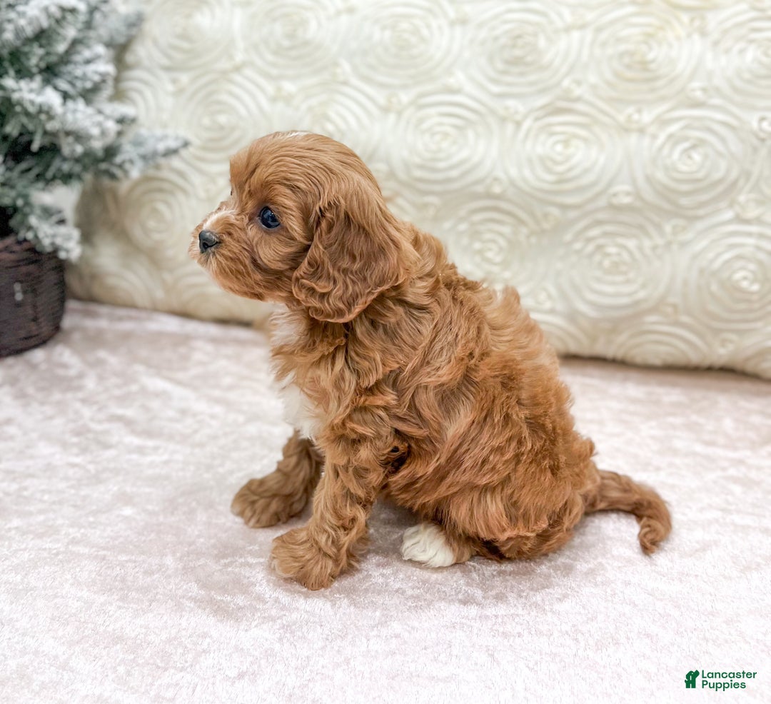 Cavapoo dogs for sale: Candy - Ad 3