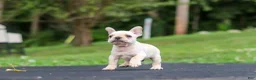 French Bulldog dogs for sale: Koby - Ad 11
