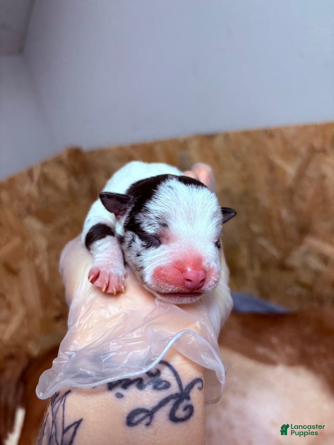 American Bully dogs for sale: Oreo - Ad 11