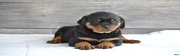 Rottweiler dogs for sale: Randy - Ad 2